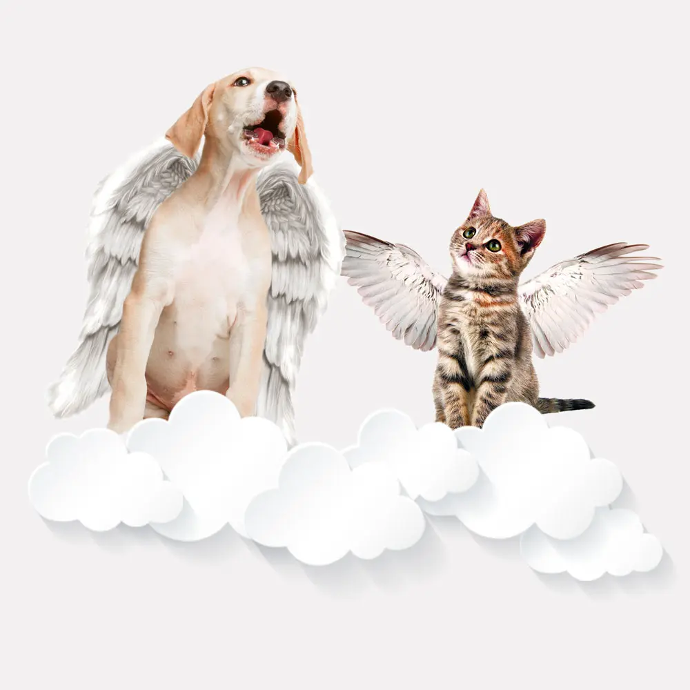 bilet-in-rai-cadou-pentru-cei-care-au-totul-pet Cadou pentru iubitorii de animale